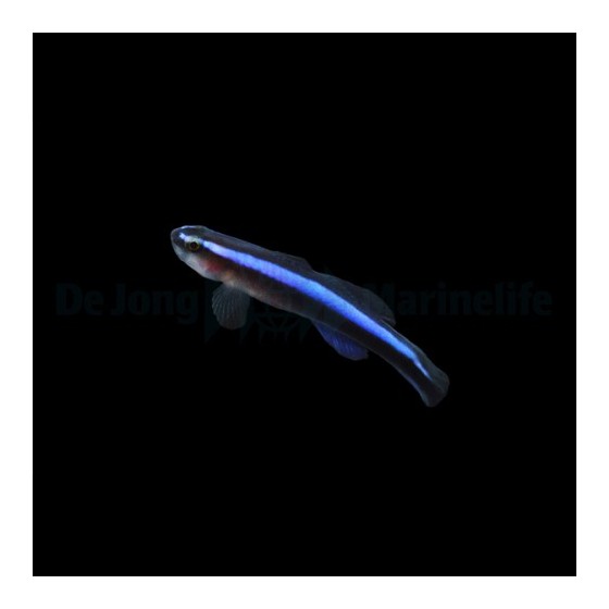 Elacatinus oceanops - Blue Neon Goby - viljelty