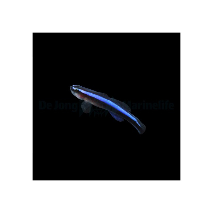 Elacatinus oceanops - Blue Neon Goby - viljelty