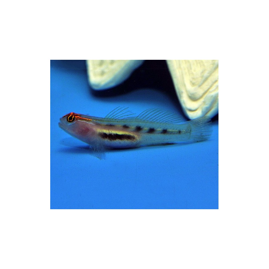 Elacatinus puncticulatus - Red Head Goby