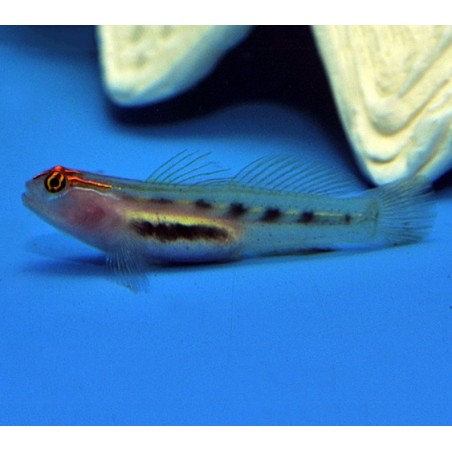 Elacatinus puncticulatus - Red Head Goby