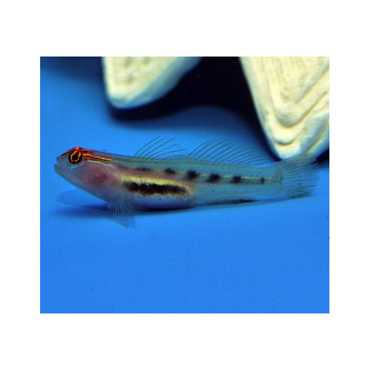 Elacatinus puncticulatus - Red Head Goby