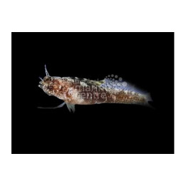 Emblemaria pandionis - Sailfin Blenny - Caribbean