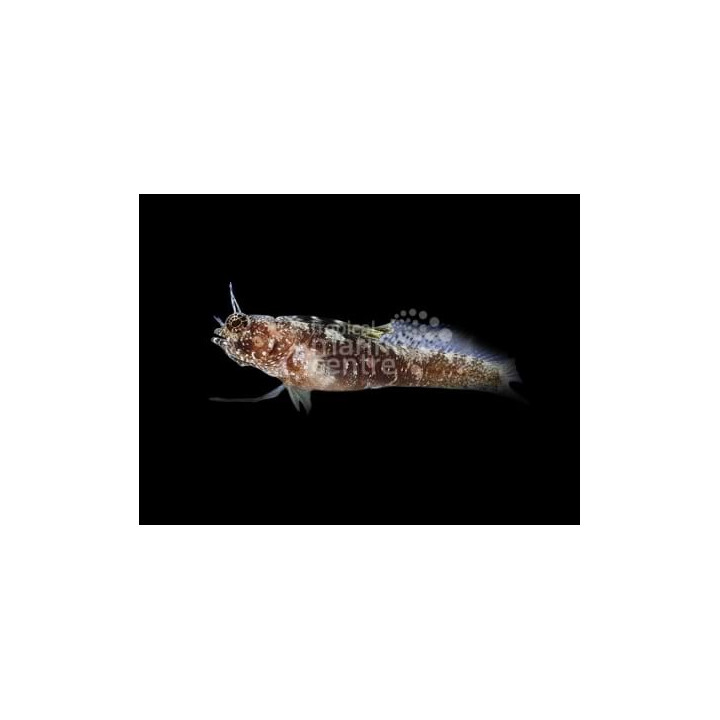 Emblemaria pandionis - Sailfin Blenny - Caribbean -