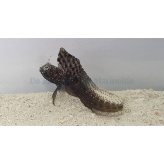 Emblemaria pandionis - Sailfin Blenny - Caribbean