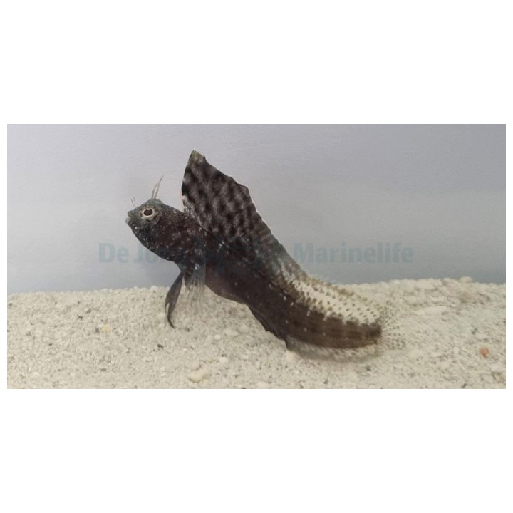 Emblemaria pandionis - Sailfin Blenny - Caribbean -