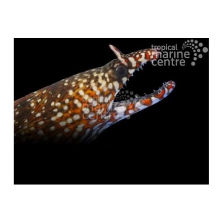 Enchelycore pardalis - Dragon Eel