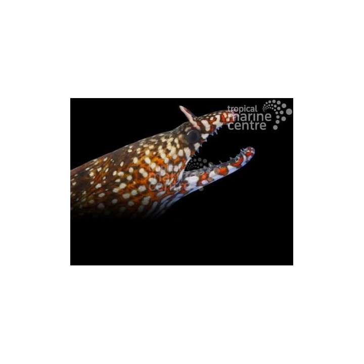 Enchelycore pardalis - Dragon Eel