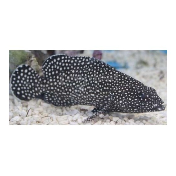 Epinephelus caeruleopunctatus - Snowflake Grouper