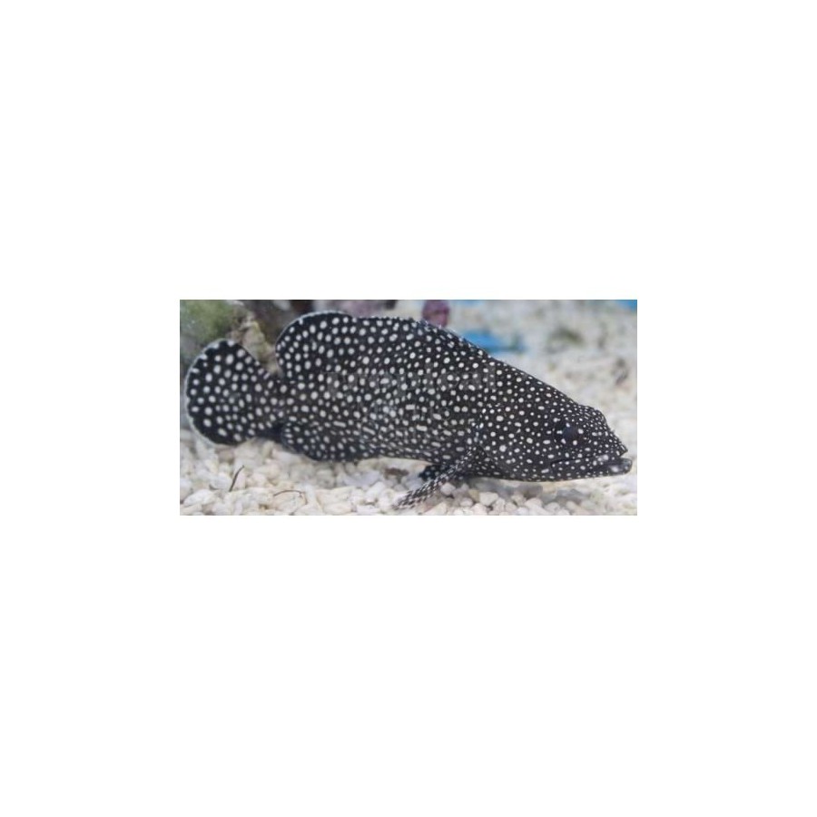 Epinephelus caeruleopunctatus - Snowflake Grouper