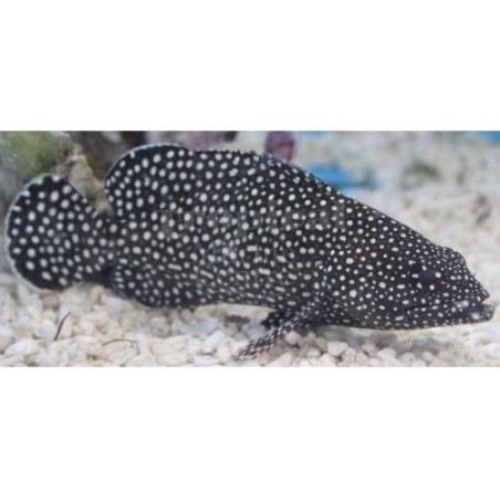 Epinephelus caeruleopunctatus - Snowflake Grouper