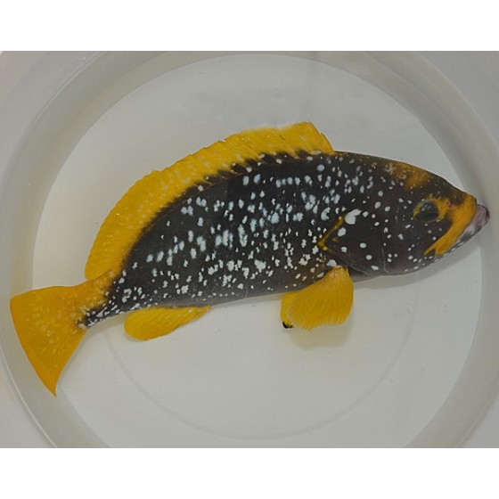 Epinephelus flavocaeruleus - Yellow Fin Blue Cod