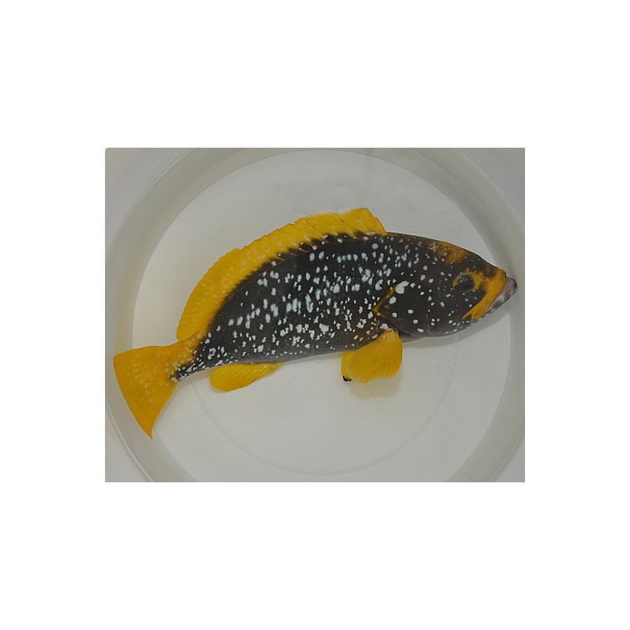 Epinephelus flavocaeruleus - Yellow Fin Blue Cod