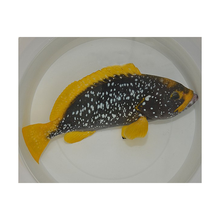 Epinephelus flavocaeruleus - Yellow Fin Blue Cod