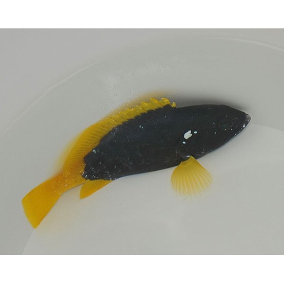 Epinephelus flavocaeruleus - Yellow Fin Blue Cod