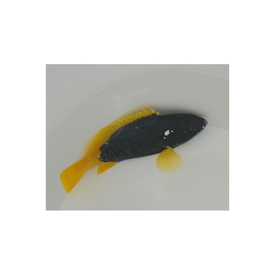 Epinephelus flavocaeruleus - Yellow Fin Blue Cod