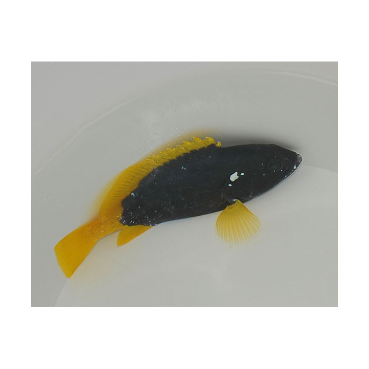 Epinephelus flavocaeruleus - Yellow Fin Blue Cod