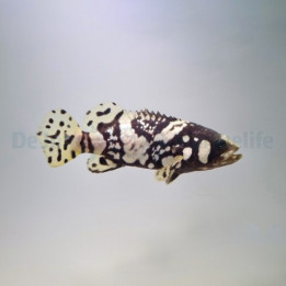Epinephelus lanceolatus - Queensland Grouper - vijlelty