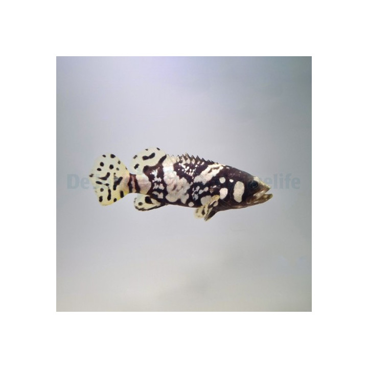 Epinephelus lanceolatus - Queensland Grouper - vijlelty -