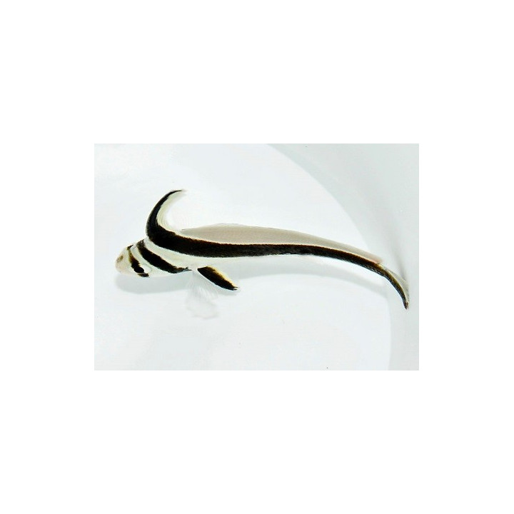Equetes lanceolatus - Jack Knife - viljelty -