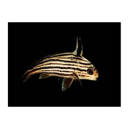 Equetus acuminatus - Hi-Hat Sweetlips