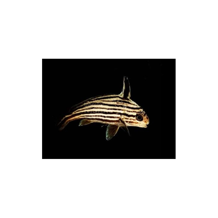 Equetus acuminatus - Hi-Hat Sweetlips