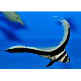 Equetus punctatus - Spotted Drum Sweetlips