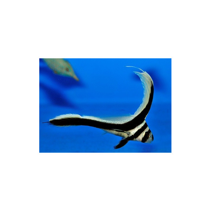 Equetus punctatus - Spotted Drum Sweetlips