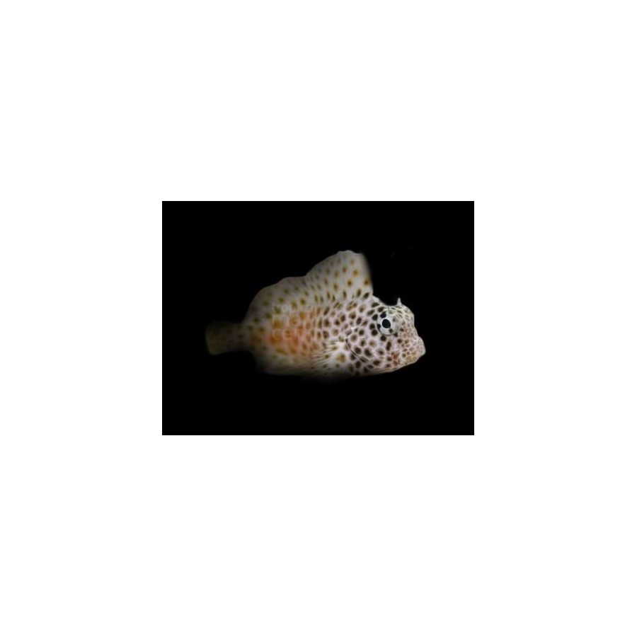 Exallias brevis - Red Sailfin Blenny - Female