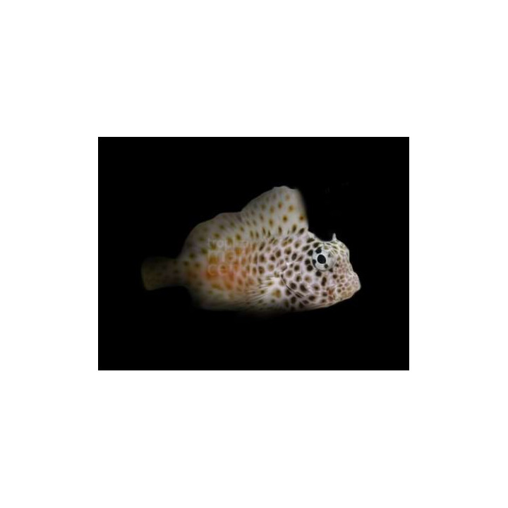 Exallias brevis - Red Sailfin Blenny - Female