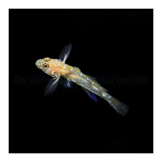 Fusigobius pallidus - Ghost Goby