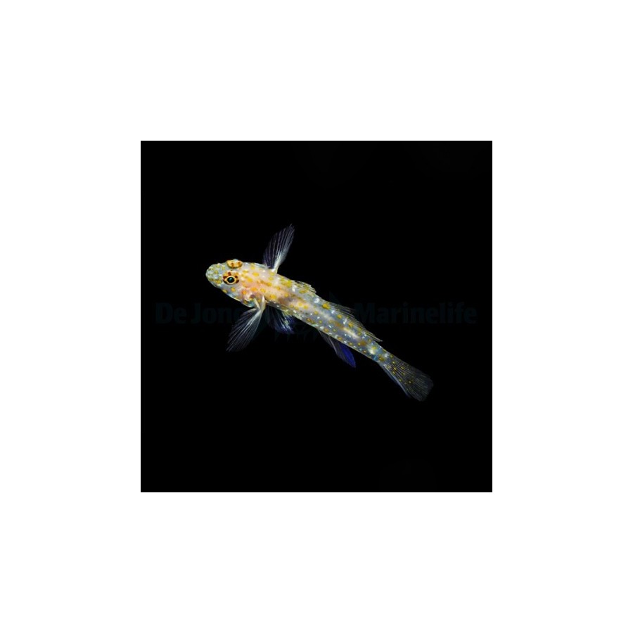 Fusigobius pallidus - Ghost Goby