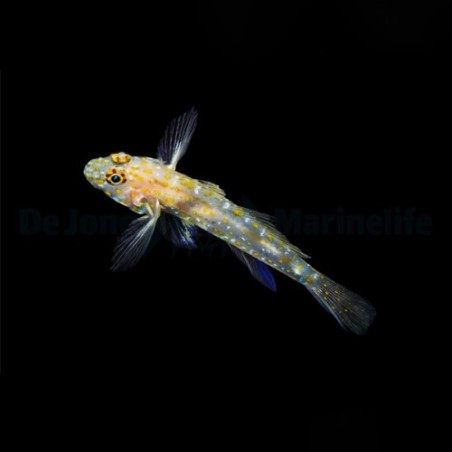 Fusigobius pallidus - Ghost Goby