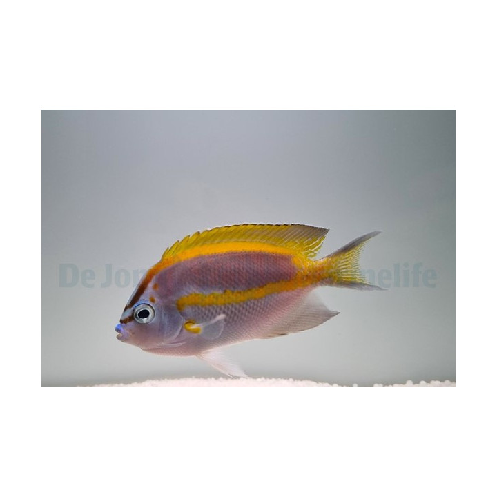 Genicanthus bellus - Koruruhtinaskala - koiras