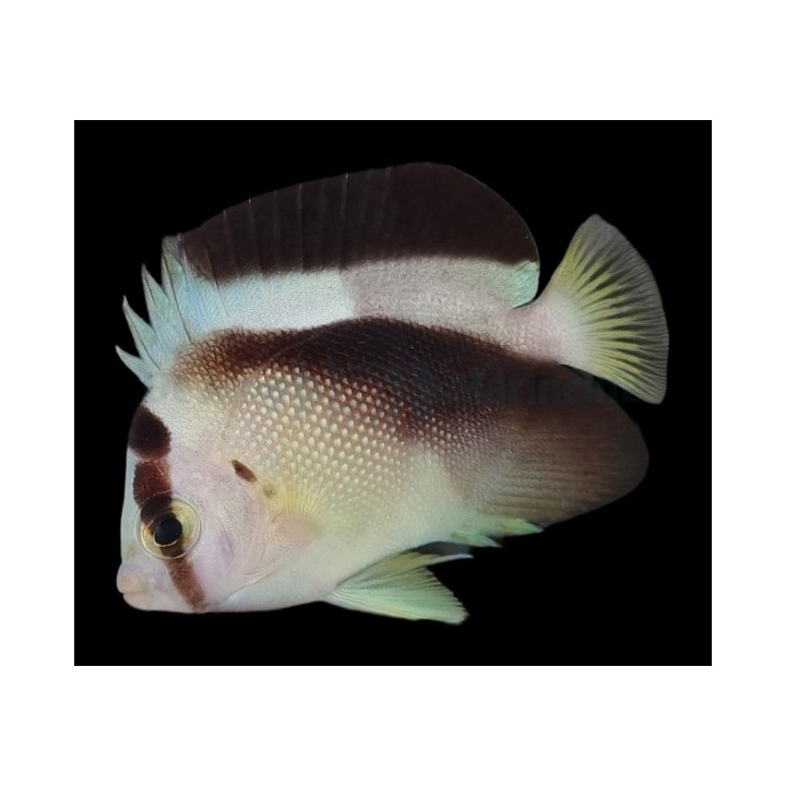 Genicanthus griffisi - Griffis Angel
