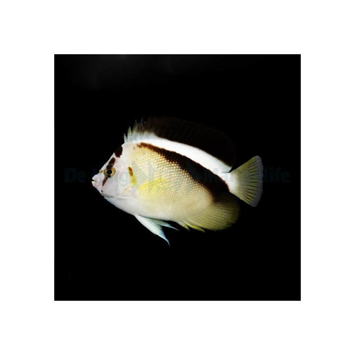 Genicanthus griffisi - Griffis Angel