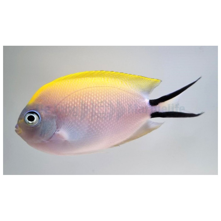 Genicanthus melanospilos - Keltaruhtinaskala - naaras