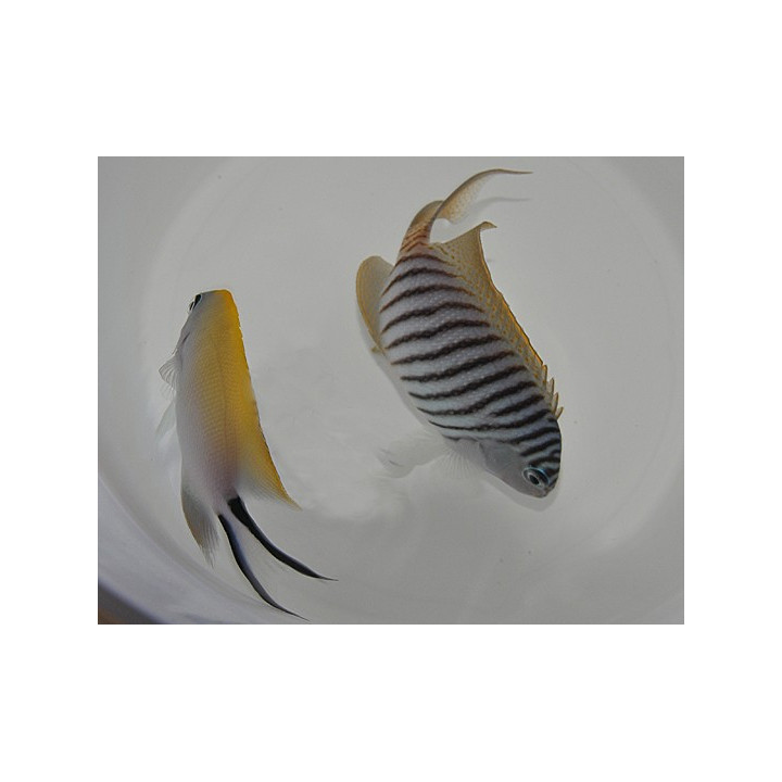 Genicanthus melanospilos - Keltaruhtinaskala - pariskunta