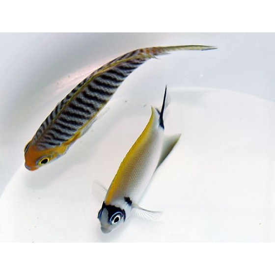 Genicanthus semifasciatus - Kultaruhtinaskala - naaras