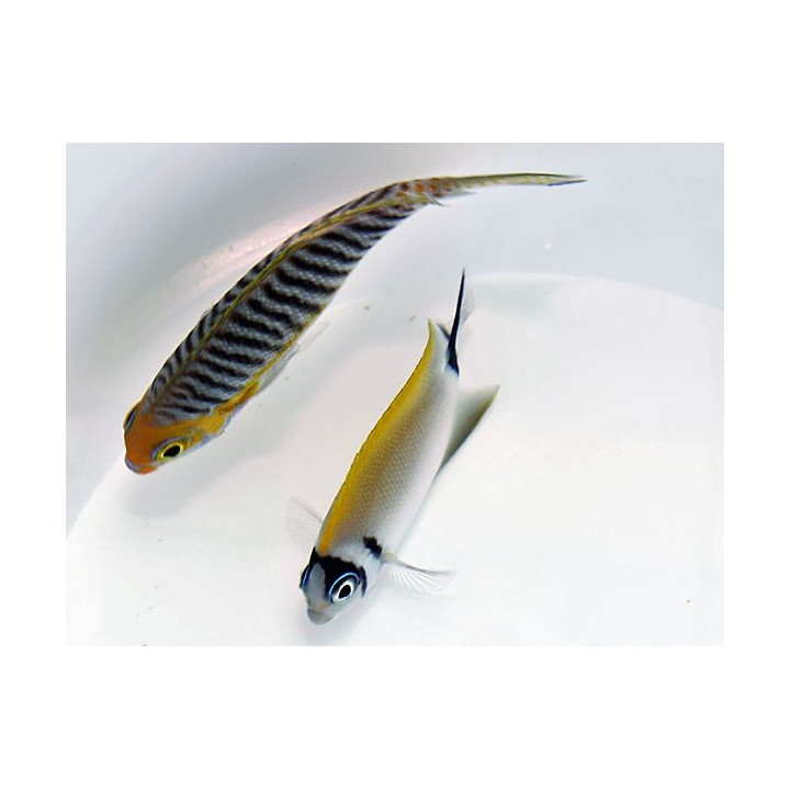 Genicanthus semifasciatus - Kultaruhtinaskala - naaras