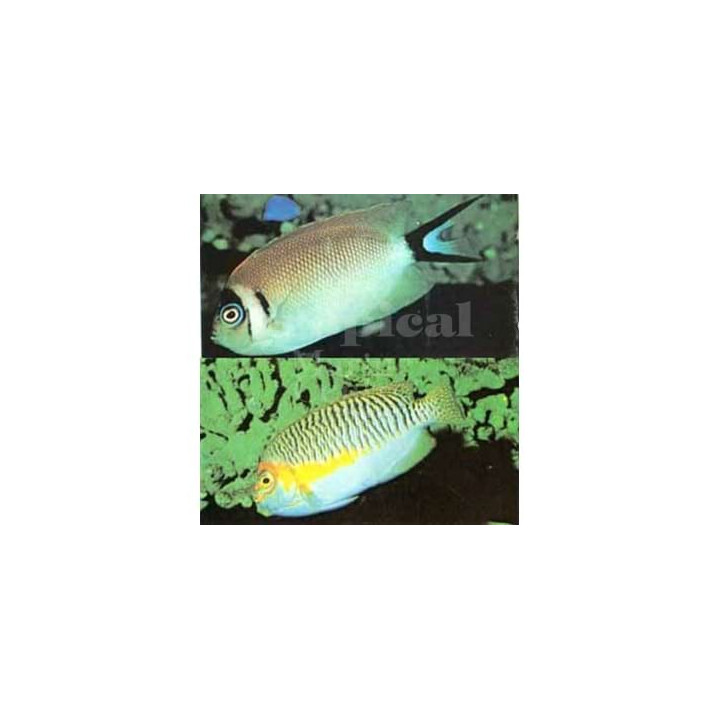 Genicanthus semifasciatus - Kultaruhtinaskala - naaras