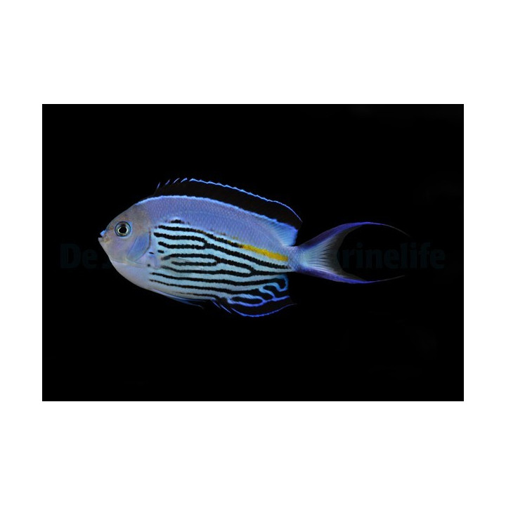Genicanthus watanabei - Saumaruhtinaskala - koiras