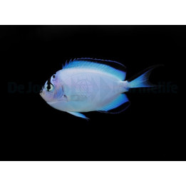 Genicanthus watanabei - Saumaruhtinaskala - naaras