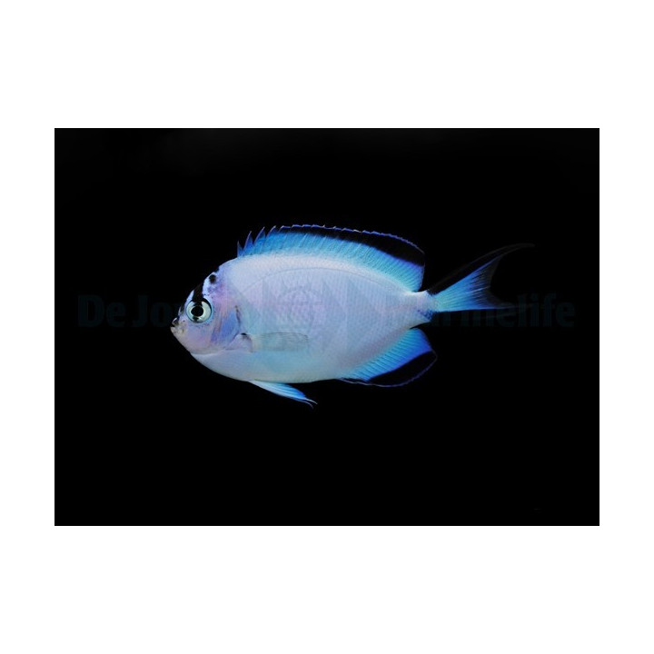Genicanthus watanabei - Saumaruhtinaskala - naaras