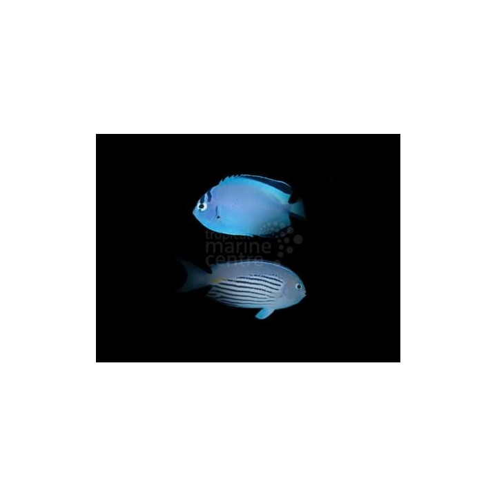 Genicanthus watanabei - Saumaruhtinaskala - pariskunta