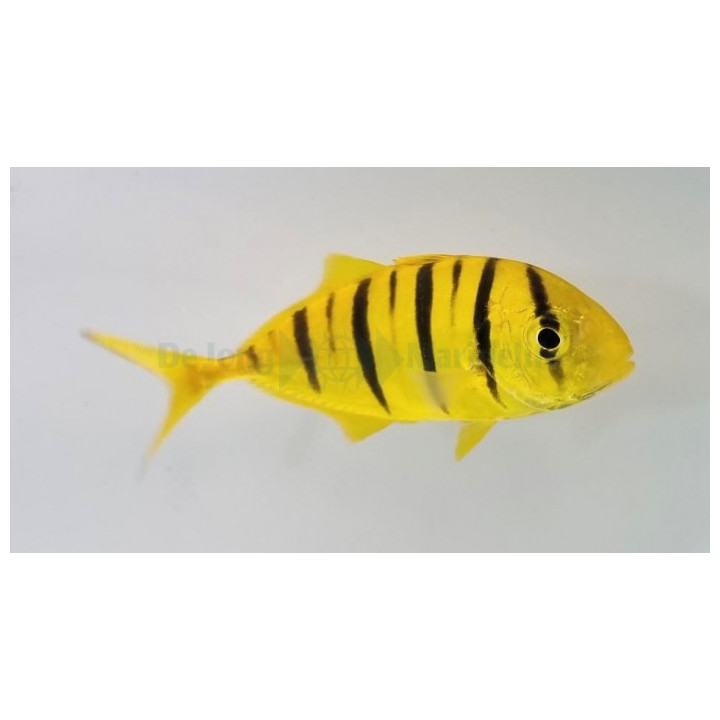 Gnathanodon speciosus - Kultapiikkimakrilli - Pilot Fish - viljelty