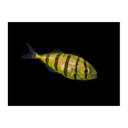 Gnathonodon speciosus - Kultapiikkimakrilli - Pilot Fish