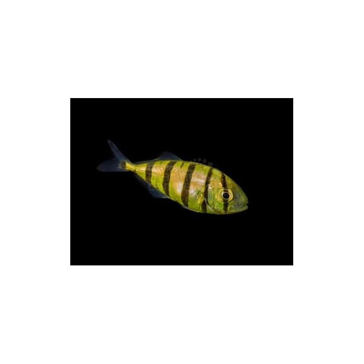 Gnathonodon speciosus - Kultapiikkimakrilli - Pilot Fish