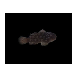 Gobiodon acicularis - Midnight Coral Goby