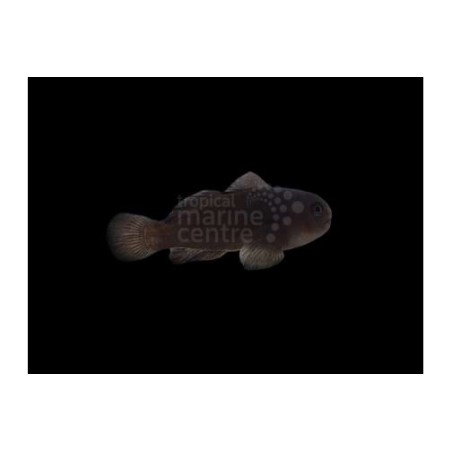 Gobiodon acicularis - Midnight Coral Goby