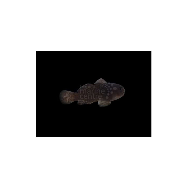 Gobiodon acicularis - Midnight Coral Goby